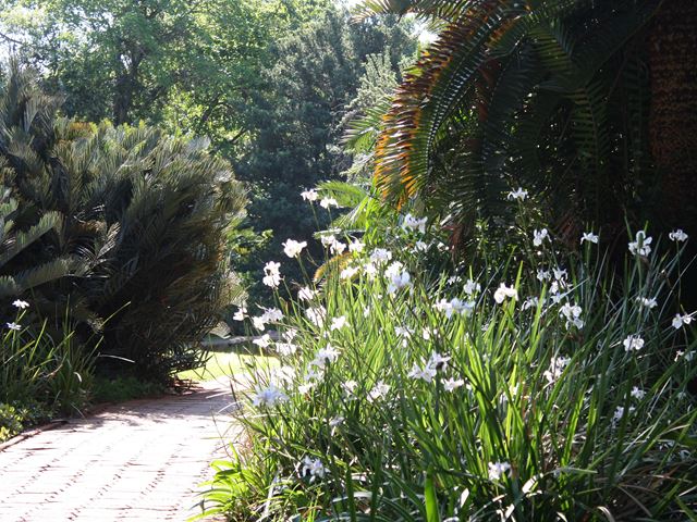 Dietes grandiflora near garden pond Pretoria National Botanical Garden